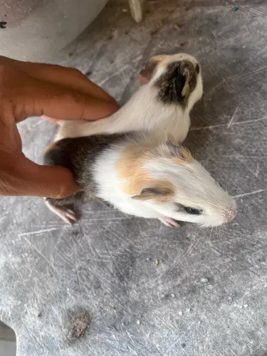 Porquinho da índia