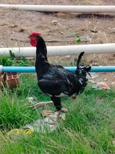 Frango caipira melhorado