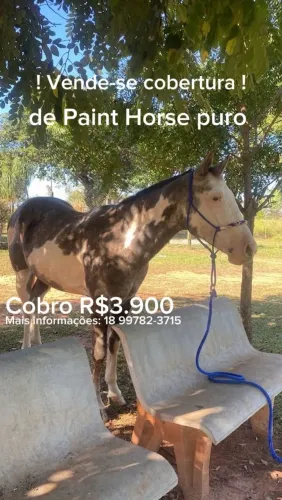 !VENDE-SE COBERTURA DE CAVALO PAINT HORSE PURO R$3.900!