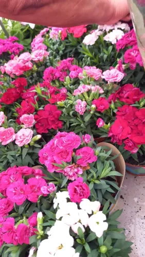 Vendo Floricultura 