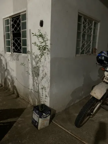 Pé de Romã 90,00 tamanho 1,50