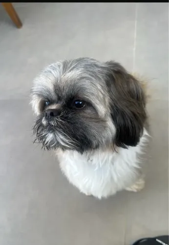 Procura-se fêmea de shih tzu pura para cruzar 