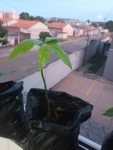 Ora pró nobes espécie pereskia culeata pura proteína 