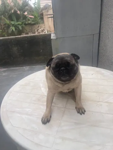 Pug fêmea