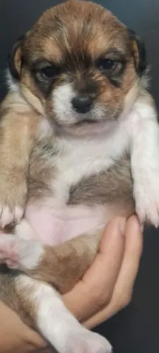 filhote pinscher com shitzu fêmea 
