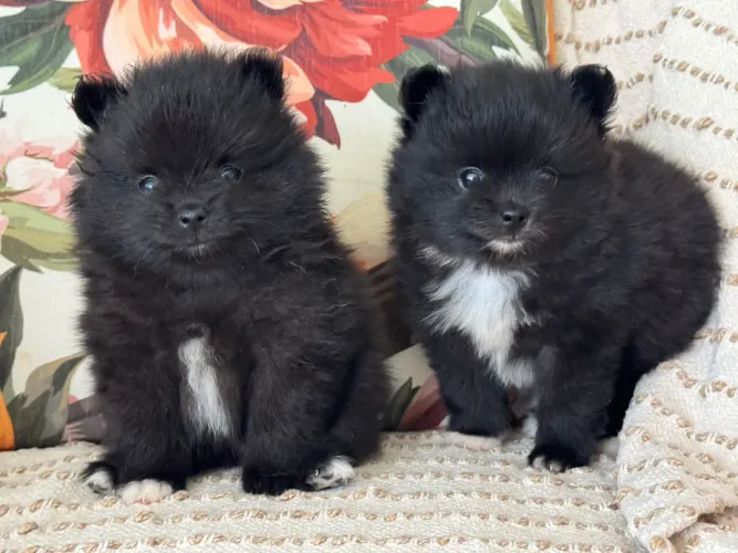 Filhote de Lulu da pomerania