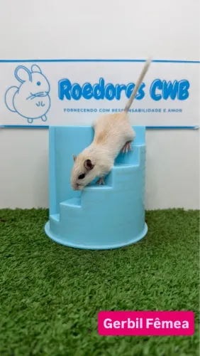 Gerbil/Esquilo da Mongólia (Roedores CWB) 