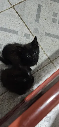 Filhote gato preto