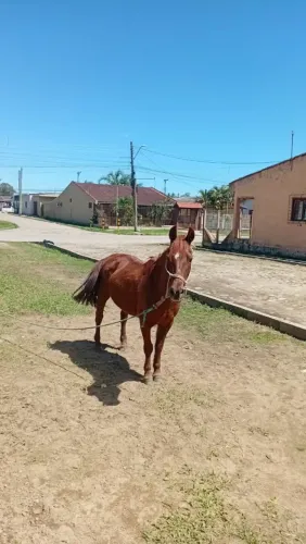 Vendo ou troco pitiça super mansa.