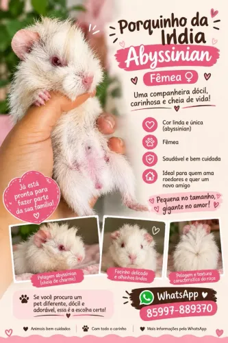Pet