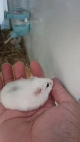 Hamster