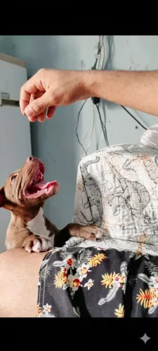 Vende-se ou troca uma filhote de American terrier, 4 meses , vacinada e vermífungada