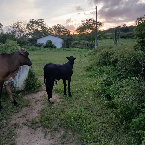 Fazenda localizada a 5 km da pe 95 na cidade de cumaru