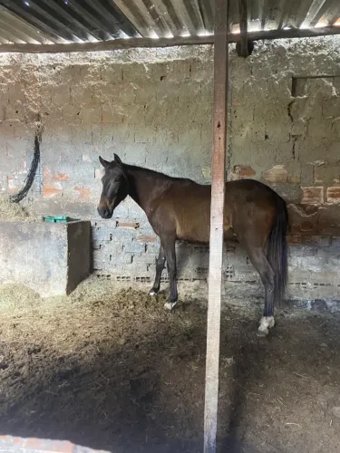 Vende-se potro novo e bom