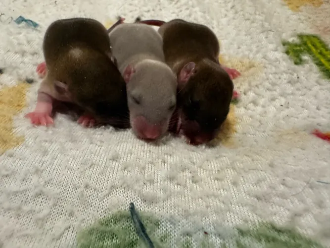 Rato Twister