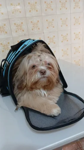 Shitzu macho a procura de uma namorada 