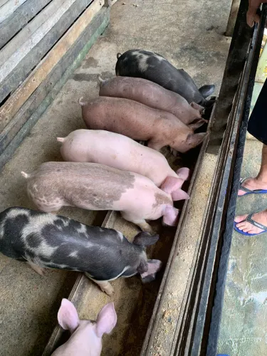 Porco da raça Pietrain
