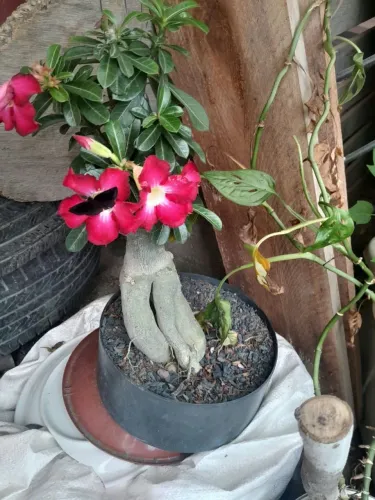 Rosa do deserto vermelho 