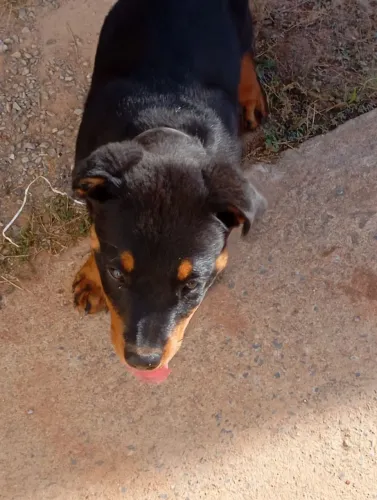 Rottweiler 5 meses macho