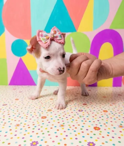 Pinscher Mini Muito Linda