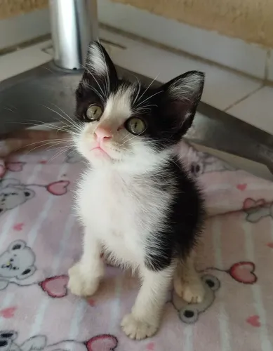 Macho 2 meses com castração garantida
