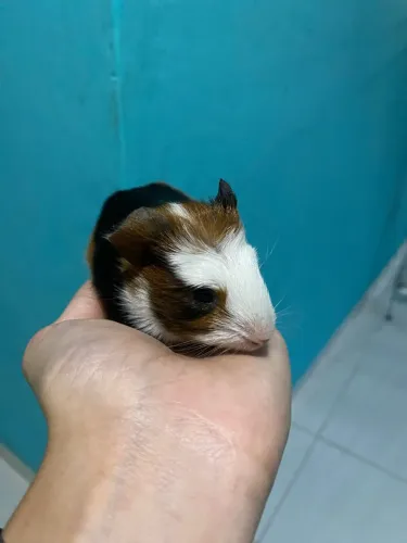 Porquinha Índia bebê 