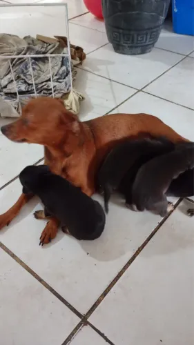Filhotes de Pinscher Pretos