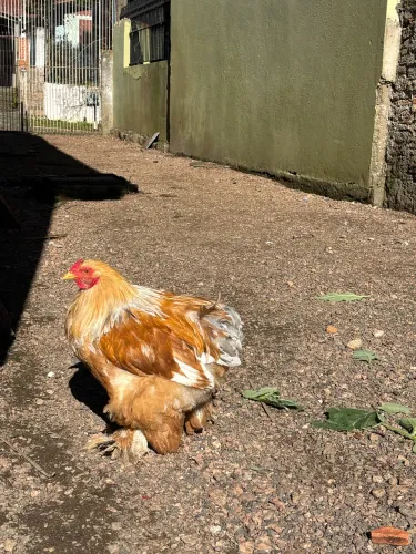 Frango Brahma cruza de Light e Lemon (troco por galinha)