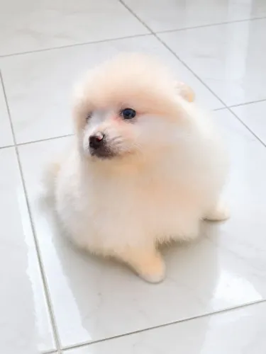Filhotes de Lulu da Pomerânia Spitz alemão 