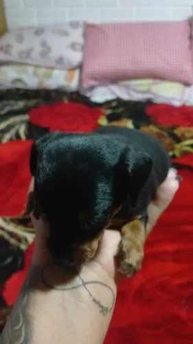 Vendo filhote de pinscher 00 miniatura 