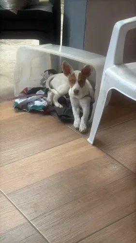 Cachorro