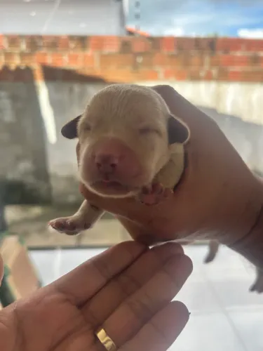 Cachorros Labrador Filhotes