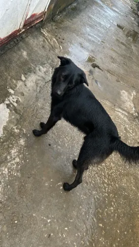 Cachorro pra adoção 