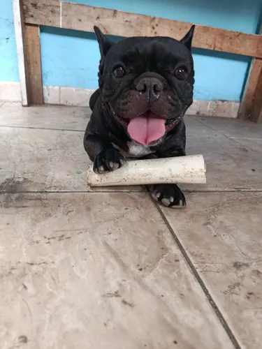 Buldogue Francês 