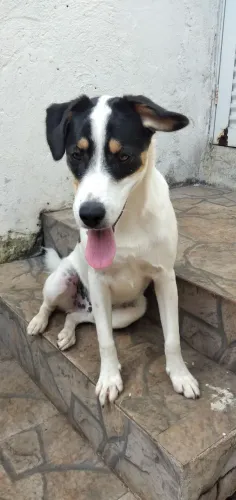 Doa-se cachorro mistura de raças