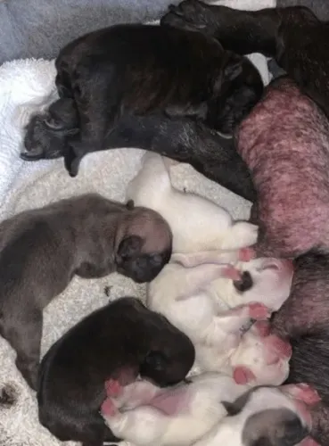 Doação Filhotes Buldogue Francês