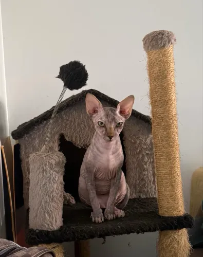 Filhote Sphynx Fêmea