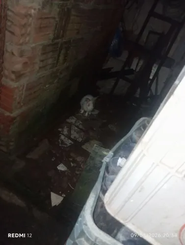 Vende-se coelho da raça rex gigante