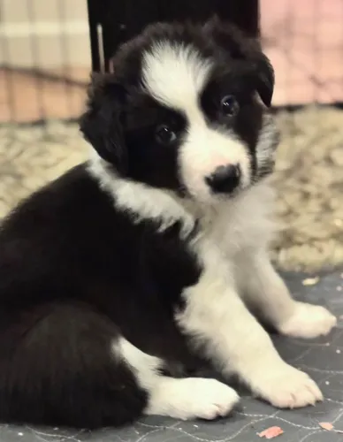 Filhotes de Border Collie | Companhia perfeita para você.