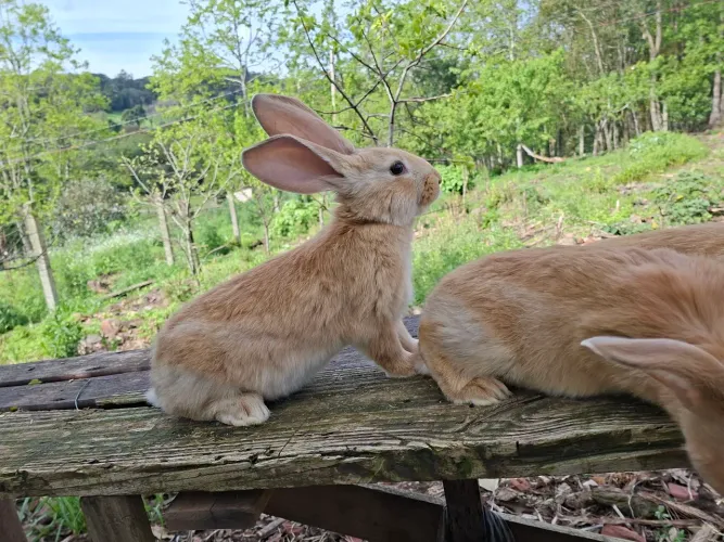 Coelhos