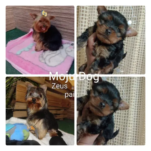Yorkshire macho, pedigree vacina, e entregamos em 10x no cartão.