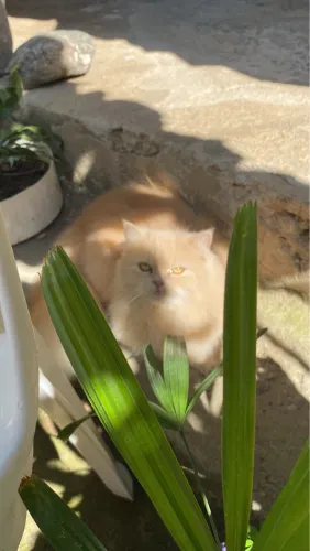 Vende - se Gata Persa