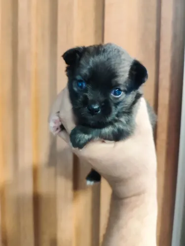 Chihuahua pelo longo