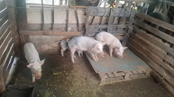Leitao 20 kg vivo 25 limpo