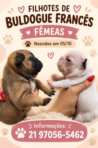 Buldogue Francês 
