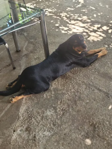 Rotweiller 