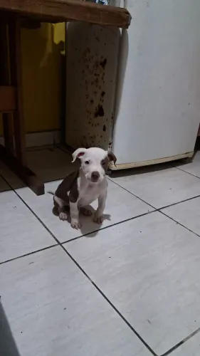 Doação filhote pit monster com pastor alemão 2 meses de vida, desmamado!