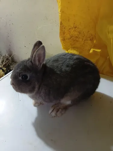 Vendo lindo mini netherland macho adulto