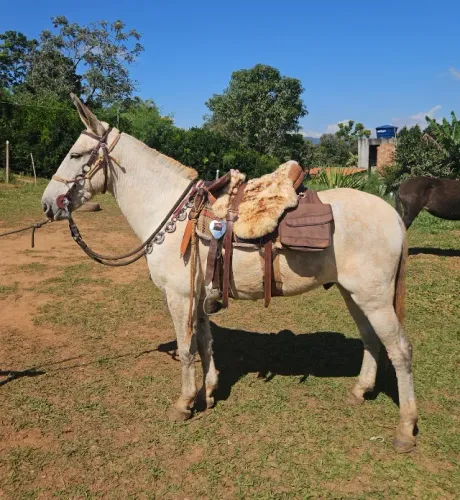 Burro de patrão 