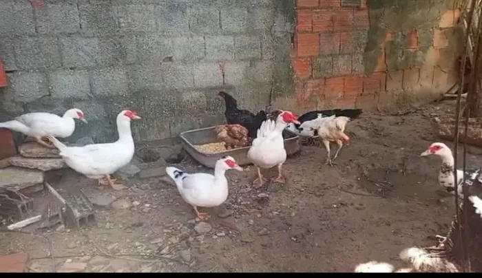 Patos e patas venda